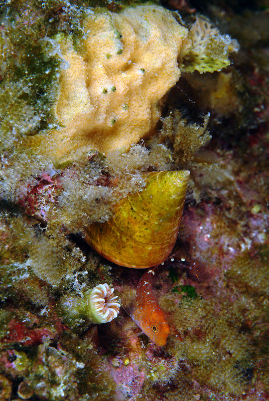 Coralligeno Isola del Giglio